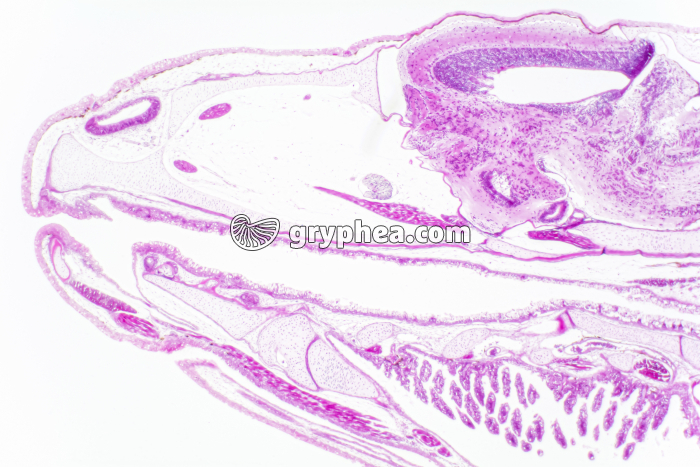 Truite - Alevin en CL (niveau céphalique) x10 - gryphea.com